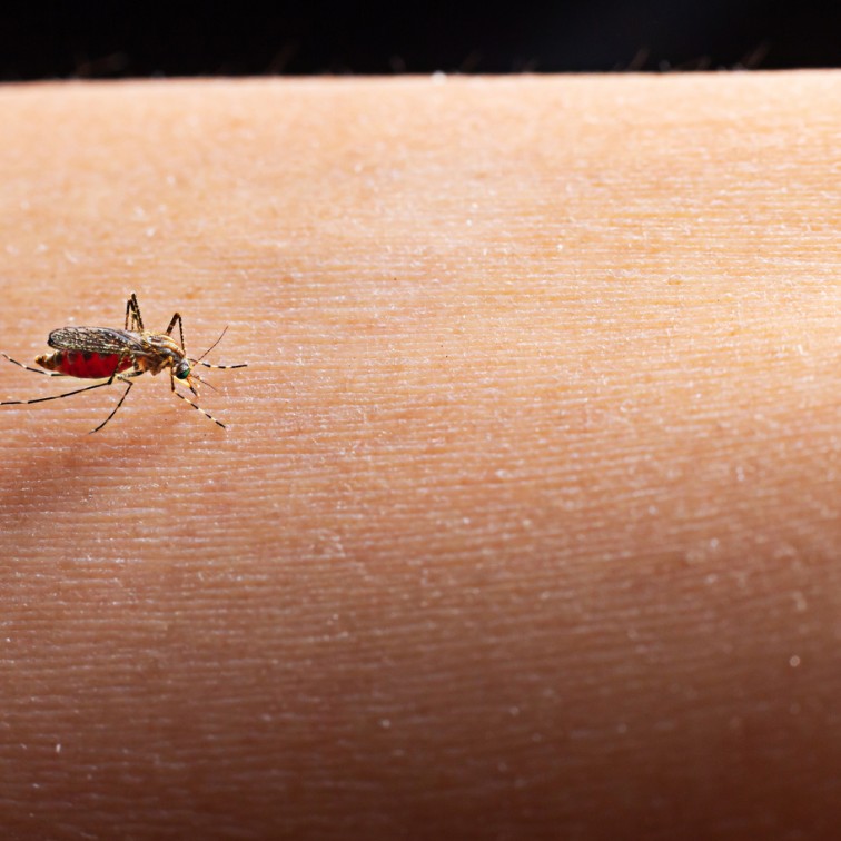 Sarandi mantém situação de estabilidade nos casos de dengue, aponta Boletim Epidemiológico